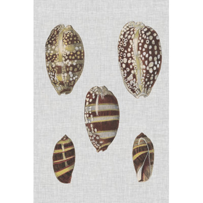 Shell Display II by Denis Diderot - Print on Canvas
