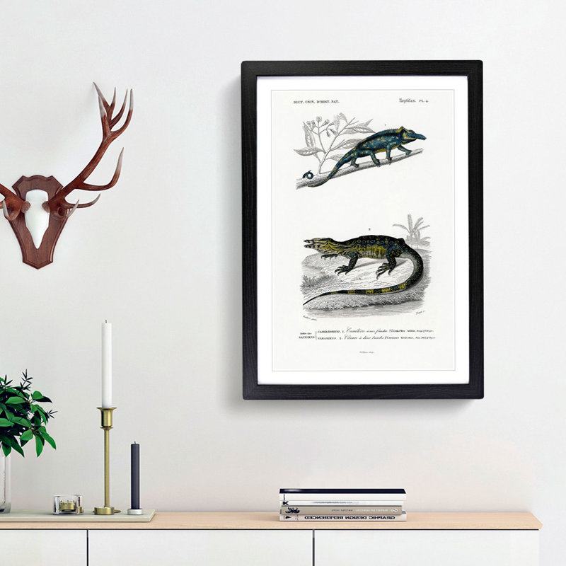 Chameleon Illustrations PL. 4 by Charles D' Orbigny - Picture Frame Painting Print, Black Framed, 48cm H x 36cm W x 2cm D