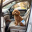 Dog Diaper