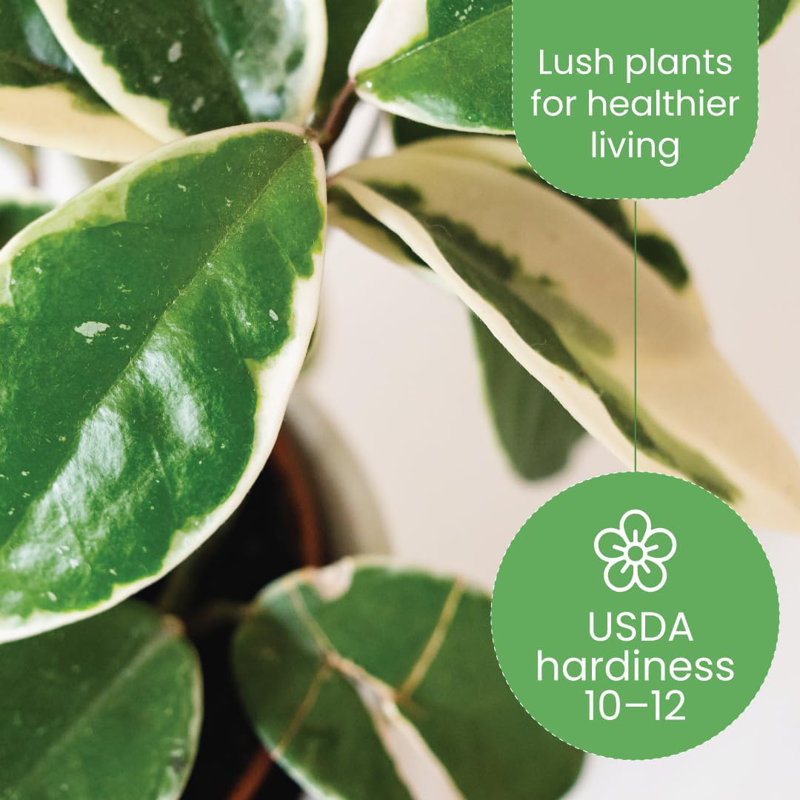 Hoya Krimson Queen Variegated Indoor/Outdoor Flowering Plant