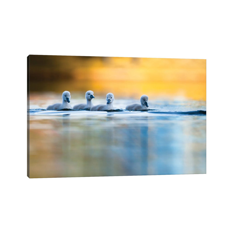 Four Cygnets by Mateusz Piesiak - Wrapped Canvas Print, 20.32 cm H x 30.48 cm W