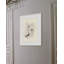 Morning Hellebores 2 Print-1695134793