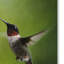 «Wake Up Call Hummingbirds» de Vidur, impression sur toile tendue-22072215