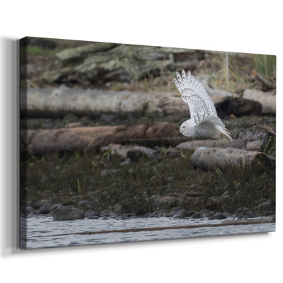 Solo Flight-Gallery Wrapped Canvas