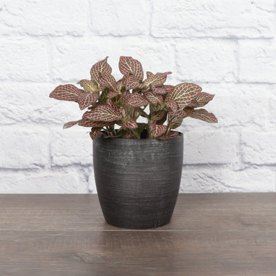 Live Pink Fittonia Nerve Plant in Classic Pot