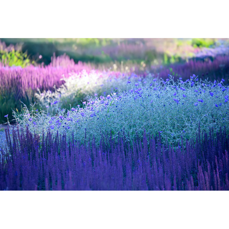 Blossoming Plants - Landscape - Photographie sur toile tendue, H 8 po x l 12 po x P 1,25 po
