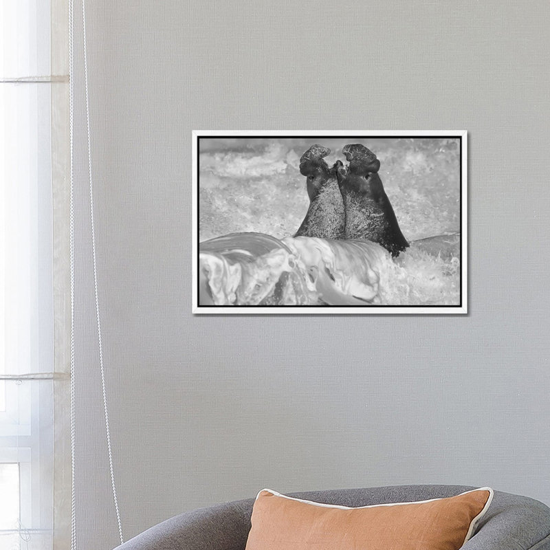 Northern Elephant Seal Bulls Fighting In Surf, Piedras Blancas, California by Tim Fitzharris - Floater Frame Gallery-Wrapped Canvas Giclée on Canvas