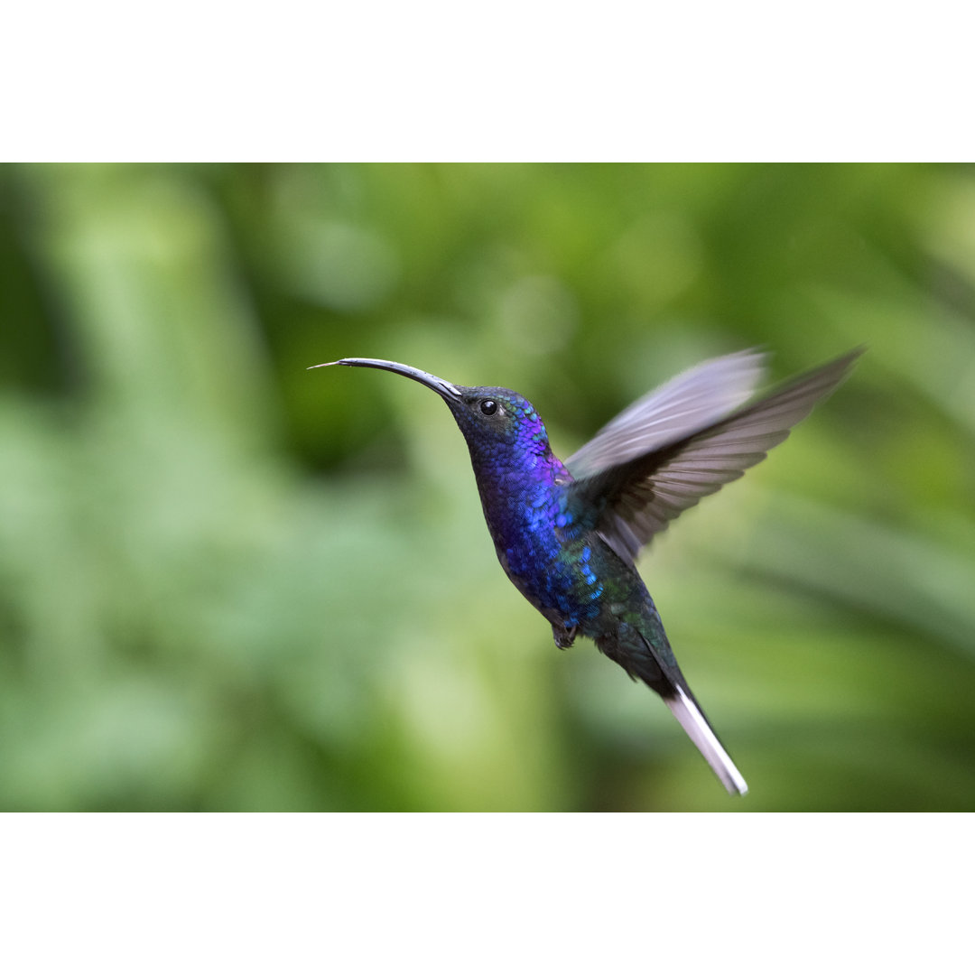 Violetter Säbelschwanzkolibri fliegend mit herausgestreckter Zunge von Mark Kostich - Kunstdrucke ohne Rahmen auf Leinwa...