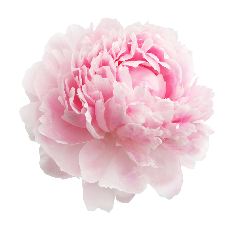 Delevan Pink Peony - Wrapped Canvas Print, 51cm H x 51cm W x 3.8cm D