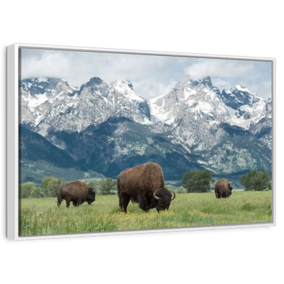Grand Teton American Buffalo Herd