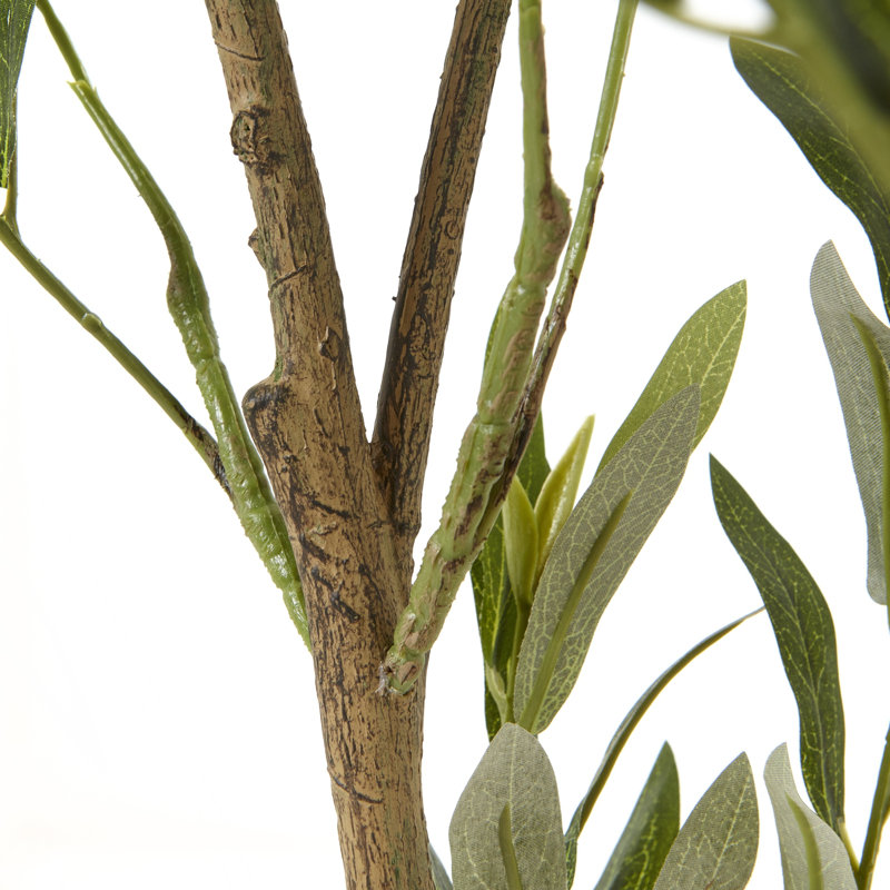 Andaiye 150cm Plant in Pot