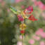 Piquet de jardin papillon