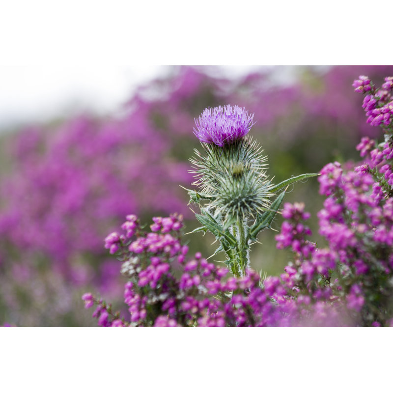 Leeven Thistle - Wrapped Canvas Print, 30cm H x 46cm W x 3.8cm D