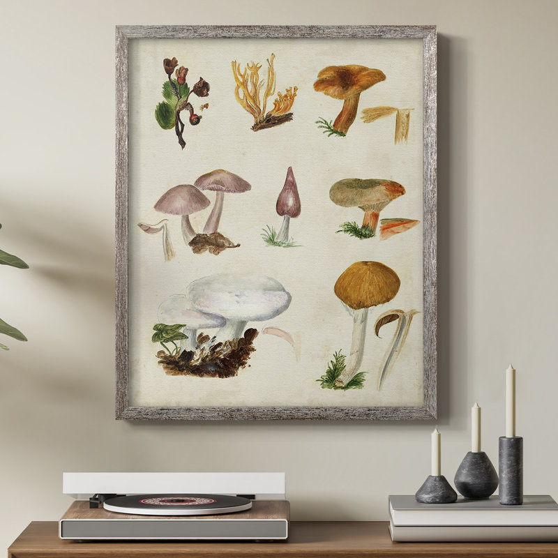 «Mushroom Species VI», reproduction encadrée - bois massif