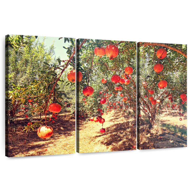 Verger Harnek Pomegranate, H 28 po x l 45 po