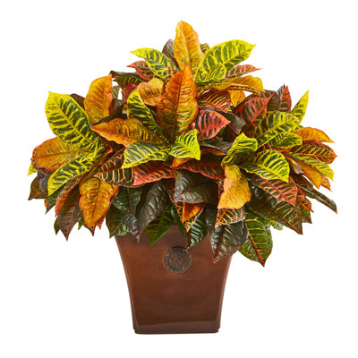 Garden Croton Plant in Brown Planter