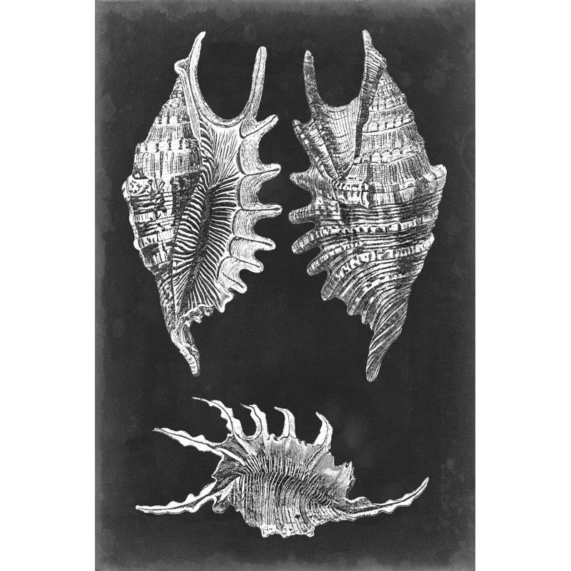 Alabaster Shells V - Wrapped Canvas Print, 46cm H x 30cm W x 3.8cm D