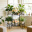 Anjeli Metal Plant Stand