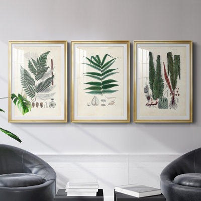 «Ferns IV», reproduction encadrée de qualité supérieure - prête à être accrochée
