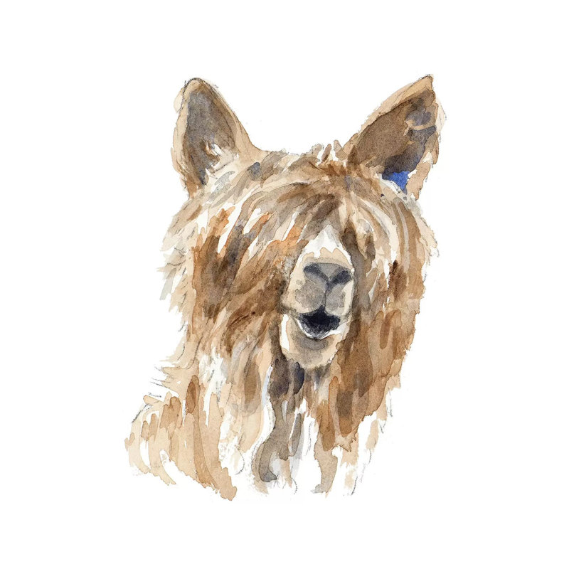 Shaggy Llama 1 Piece Wrapped Canvas Painting, 30.48 cm H x 30.48 cm W