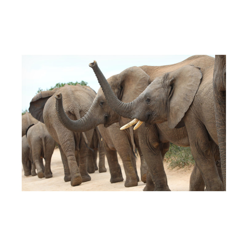 Art sur toile éléphant, Bob Bob Langrish, H 12 po x l 19 po