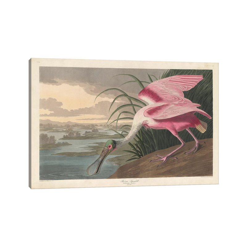 Roseate Spoonbill, 1836 by John James Audubon - Wrapped Canvas Gallery-Wrapped Canvas Giclée, 152.5 cm H x 101.5 cm W