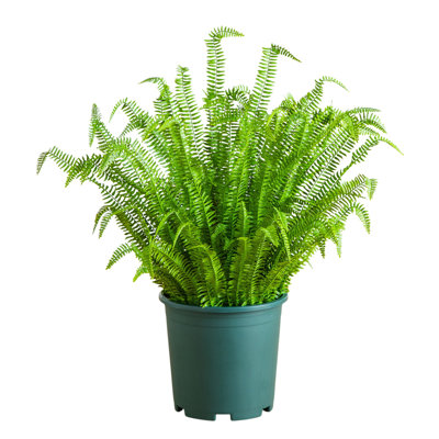 Boston Fern Plant in Nursery Pot