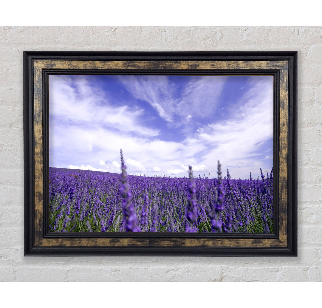 Gerahmter Fotodruck Lavender Field In The Sky