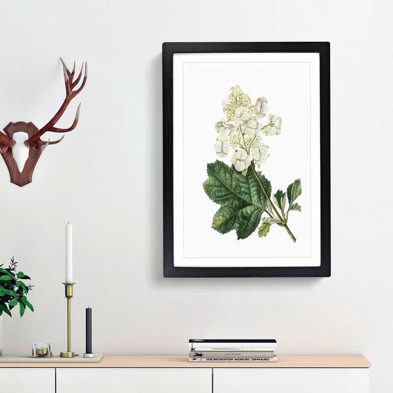 Oakleaf Hydrangea by Pierre-Joseph Redoute - Picture Frame Painting Print, 36cm H x 27cm W x 2cm D, Black Framed