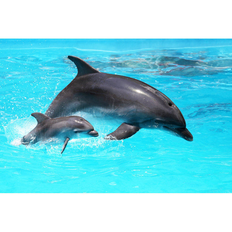 Dolphin With A Baby Floating In The Water by Elena_larina - Wrapped Canvas Print, 51cm H x 76cm W x 3.8cm D