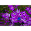 Purple Daisies Print by Tom Kostes