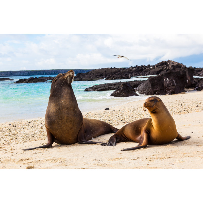 Couple Of Sea Lions by PatricioHidalgoP - Wrapped Canvas Print, 81cm H x 122cm W