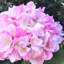 Arrangement de hortensia en vase-1487296950