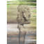 Parvez Taj - Wrapped Canvas Painting-15883852