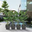 Pots à plantes d'intérieur et d'extérieur avec plateau Kozyard 4Packs Taper-702526693-702526618