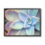 " Succulent Plant Vibrant Bloom " by Joshua Chace