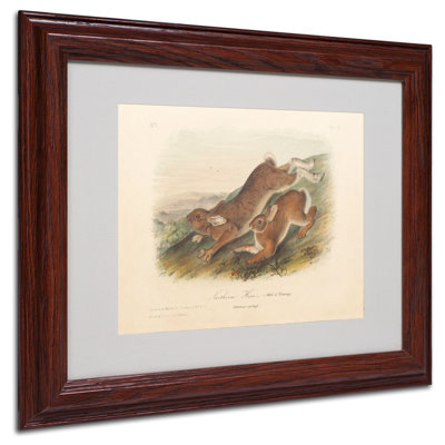 by John Audubon Print