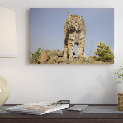 " North America 'Bobcat' "
