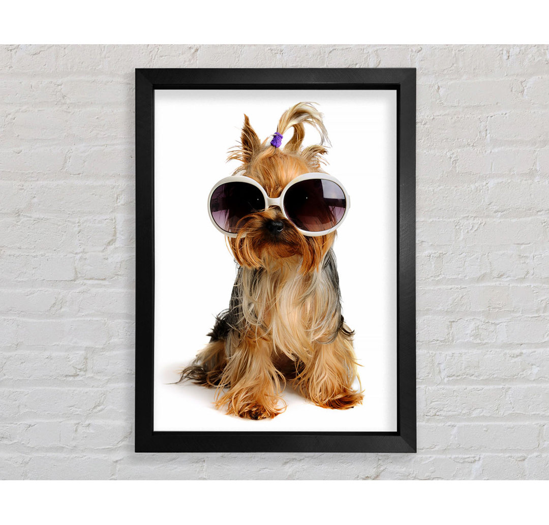 Yorkshire Terrier Hund Glamour - Druck