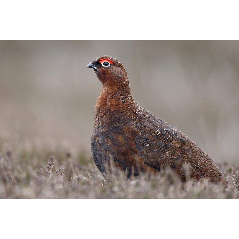 Red Grouse, Lagopus Lagopuss Scoticus - Wrapped Canvas Print, 30cm H x 46cm W x 3.8cm D