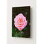 Rose rose en fleurs — Portrait en métal-572573080
