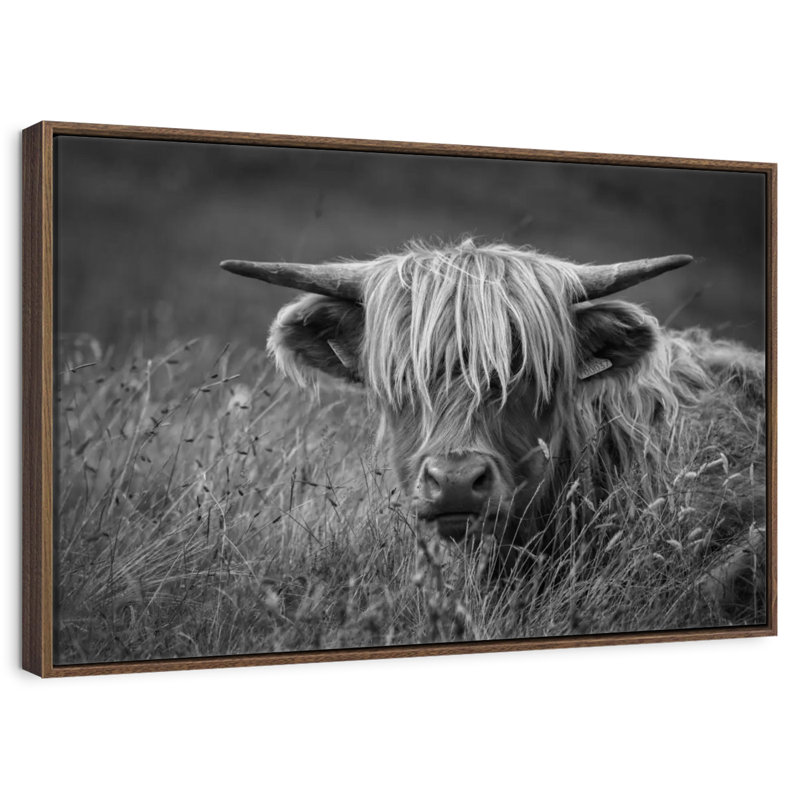 Île de Skye, Highland Catt BW, Cadre flottant noyer, 31 po x 21 po