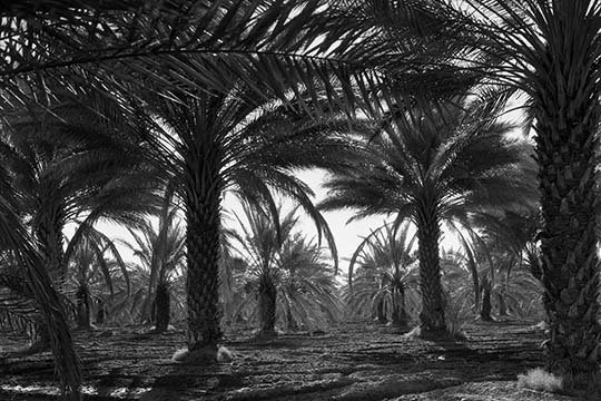 « date palms » par dorothea lange, reproduction de photo, H 66 po x l 44 po