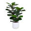 TREE FDDLE FIG POT 3FT