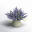 Lavender in Pot-28784517