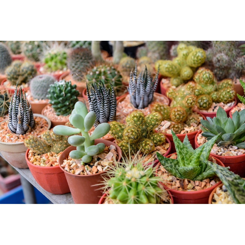 Plant And Cactus by Kitzcorner - Wrapped Canvas Print, 30cm H x 46cm W