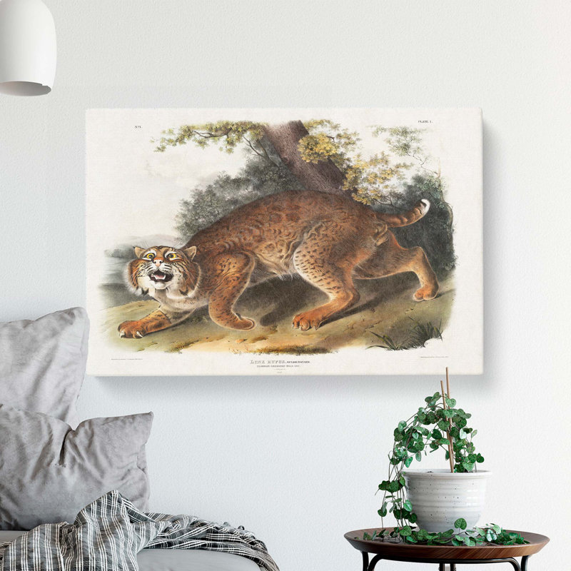 American Wildcat - Wrapped Canvas, 50cm H x 76cm W x 3cm D