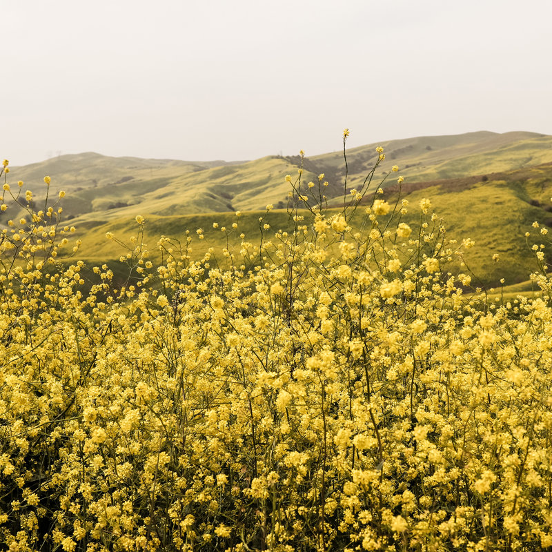 Spring Is Here Yellow Wildflowers by By Brije, Black Framed Paper, Yes, 12" H x 12" W x 0.75" D