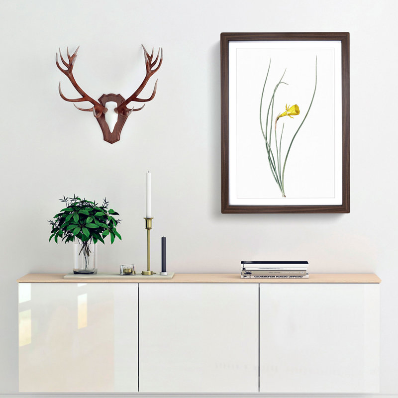 Daffodil by Pierre-Joseph Redoute - Framed Print, Walnut Framed, 48cm H x 36cm W x 2cm D