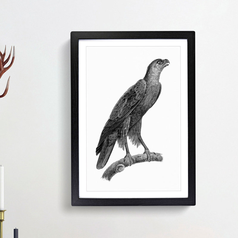 Greater Spotted Eagle - Picture Frame Drawing Print, 65cm H x 48cm W x 2cm D, Black Framed